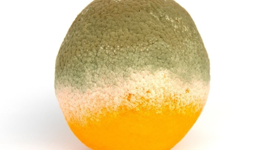The Mycobiome Diet