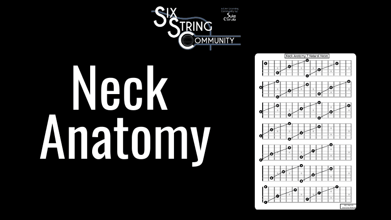 Neck Anatomy