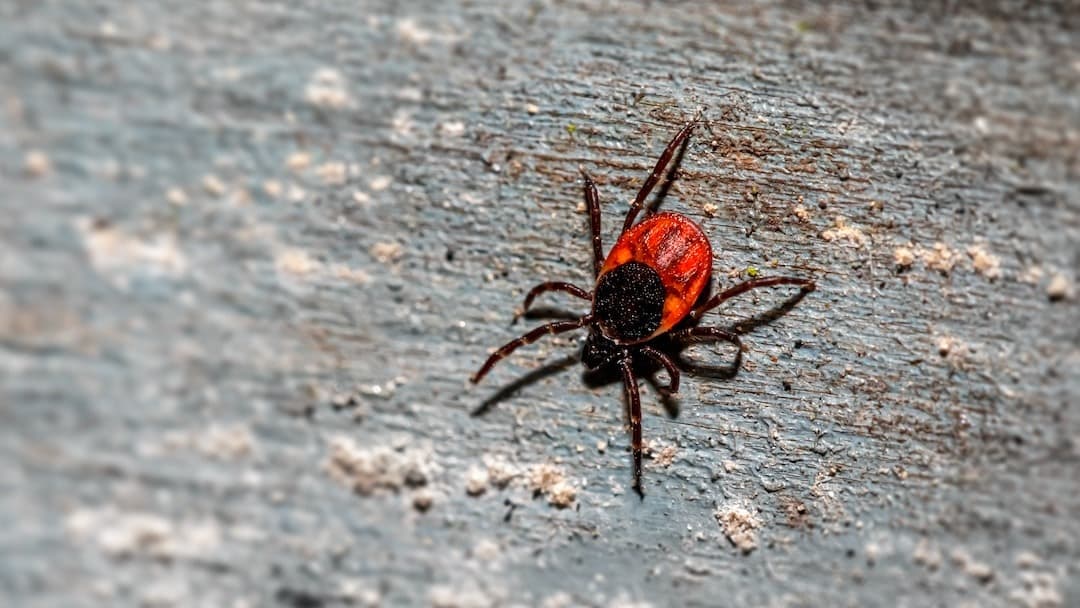 Lyme and Mold Toxin - Advanced Understanding